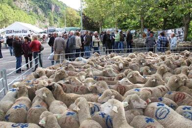 La foire au tardons, incontournable rendez-vous de la ruralité La foire au tardons, incontournable rendez-vous de la ruralité