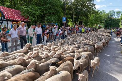 Fête de la transhumance à Guillaumes Fête de la transhumance à Guillaumes