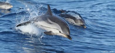 COP8 de Pelagos : le Département des Alpes-Maritimes s'engage pour la protection des mammifères et de leurs habitats COP8 de Pelagos : le Département des Alpes-Maritimes s'engage pour la protection des mammifères et de leurs habitats